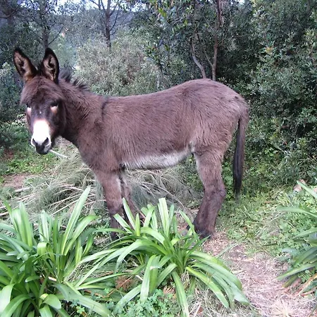 Affittacamere Massacan-vue Le Lavandou