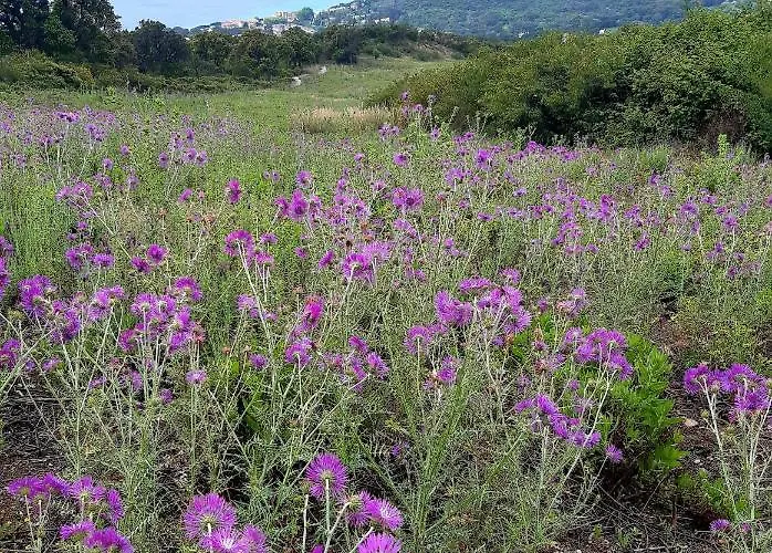 Massacan-vue Πανσιόν