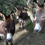 Massacan-vue Le Lavandou