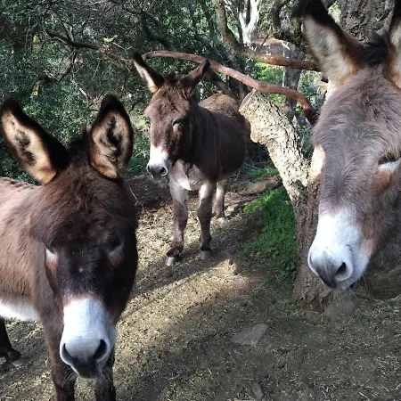 Massacan-vue Le Lavandou