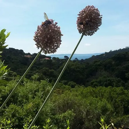 Massacan-vue 3* Le Lavandou