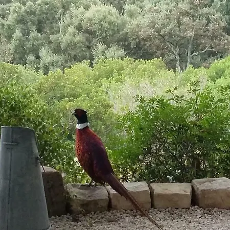 Pensión Massacan-vue Le Lavandou