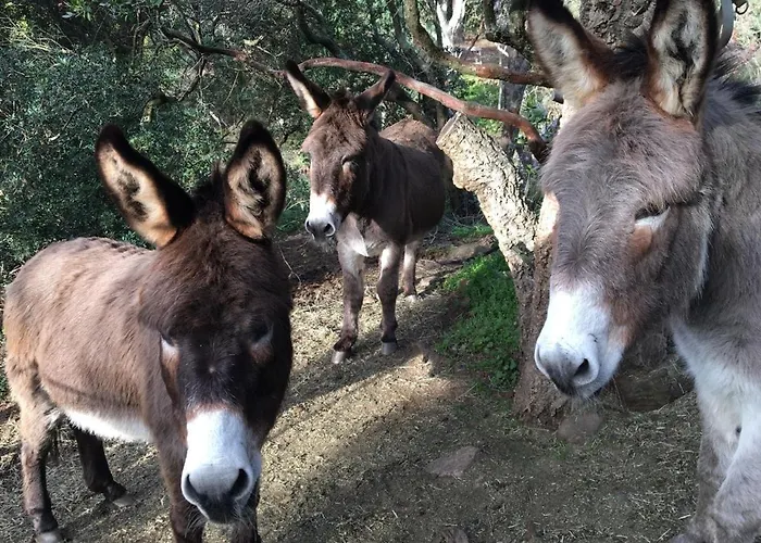 Massacan-vue Le Lavandou