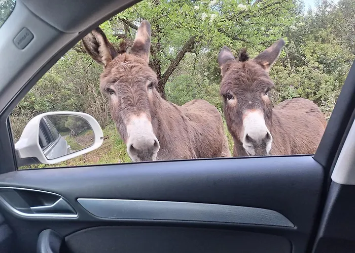 Massacan-vue Le Lavandou