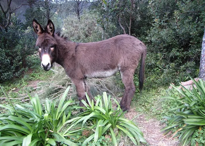 Affittacamere Massacan-vue Le Lavandou