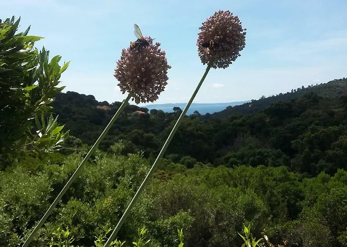 Massacan-vue 4* Le Lavandou