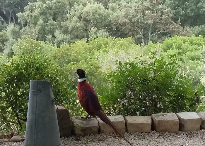 Pensjonat Massacan-vue Le Lavandou